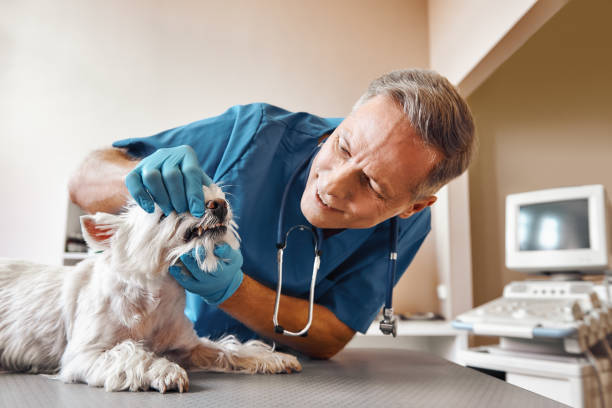 Best Emergency Dental Services for Seniors in Fairchance, PA